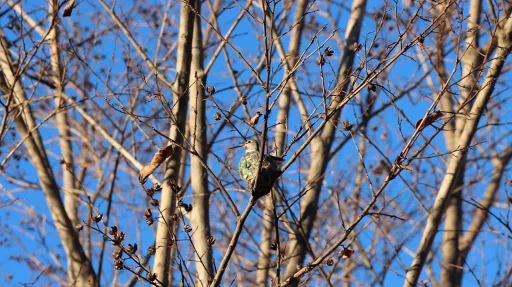 A bird on a tree branch

Description automatically generated
