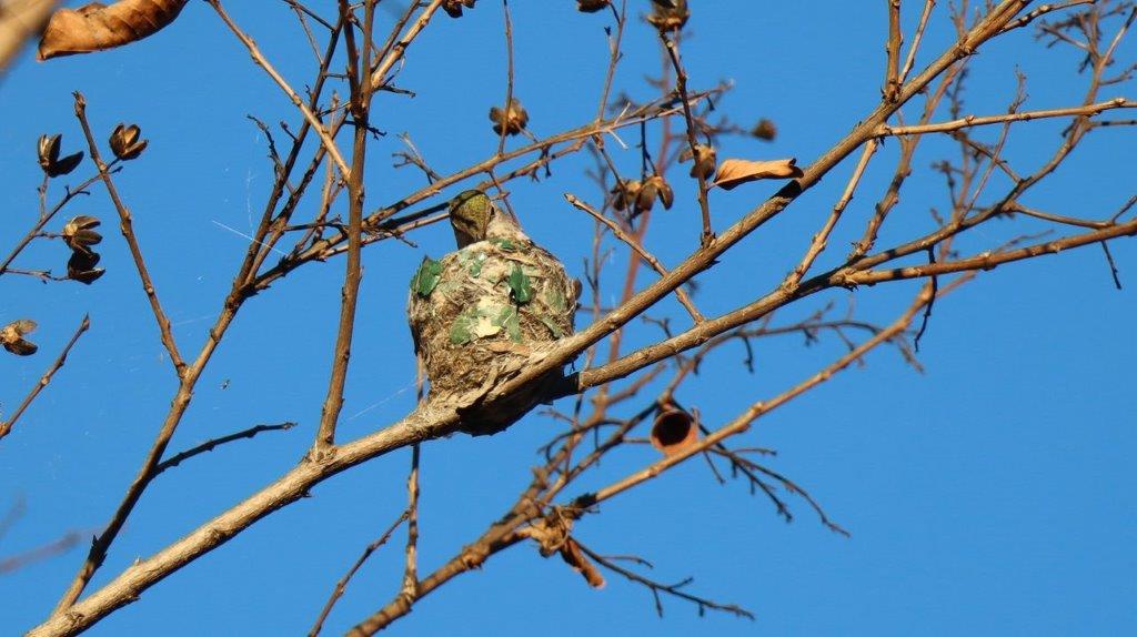 A bird nest on a tree branch

Description automatically generated