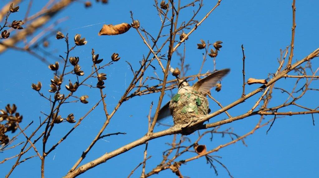 A bird in a nest on a tree branch

Description automatically generated