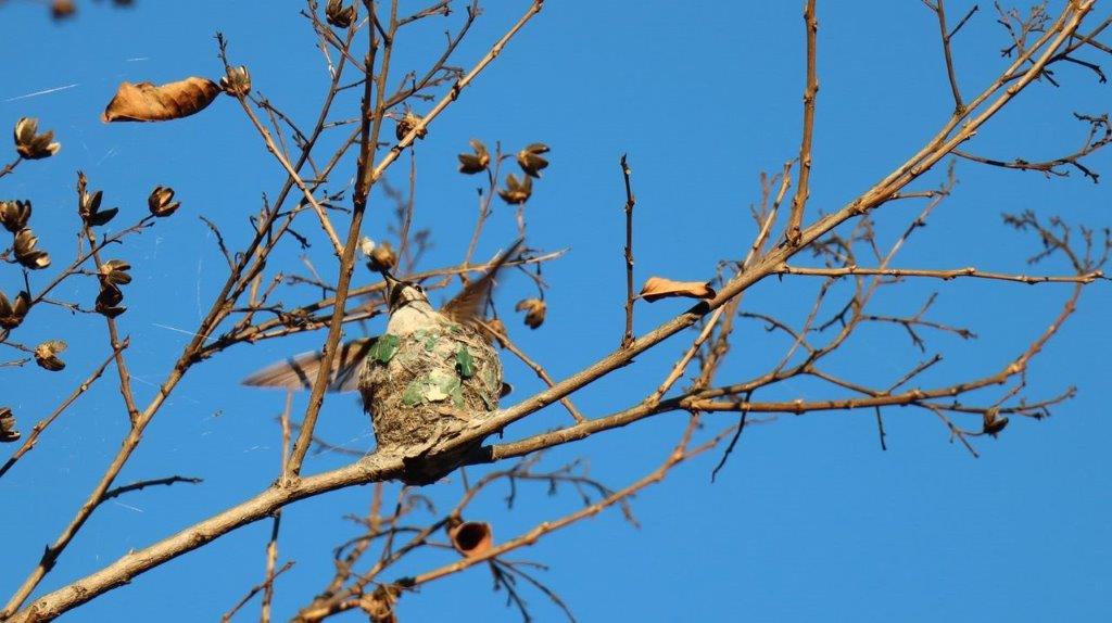 A bird on a branch

Description automatically generated