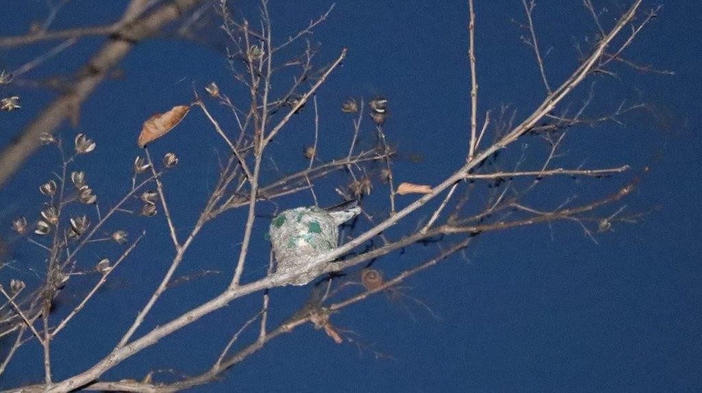 A bird on a branch

Description automatically generated