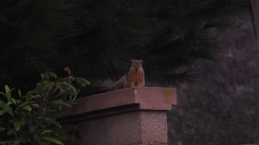 A squirrel on a brick ledge

Description automatically generated