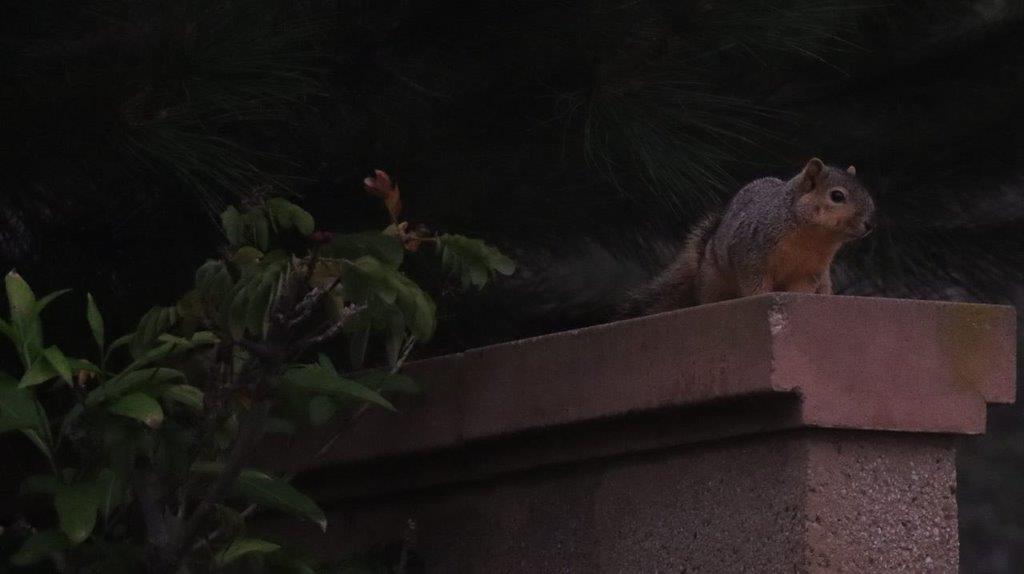 A squirrel on a ledge

Description automatically generated
