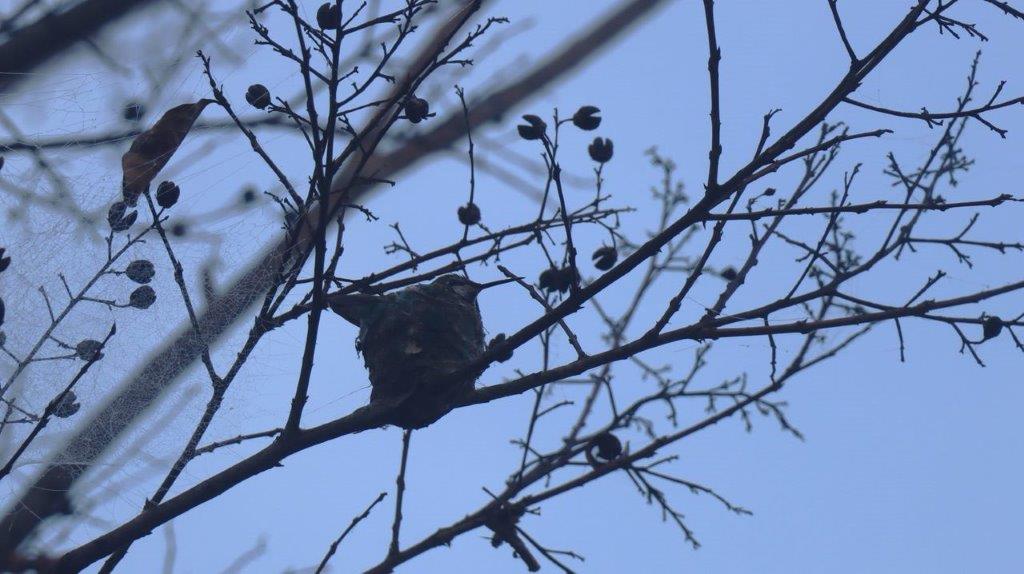 A bird on a tree branch

Description automatically generated