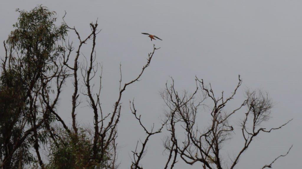 A bird flying over a tree

Description automatically generated