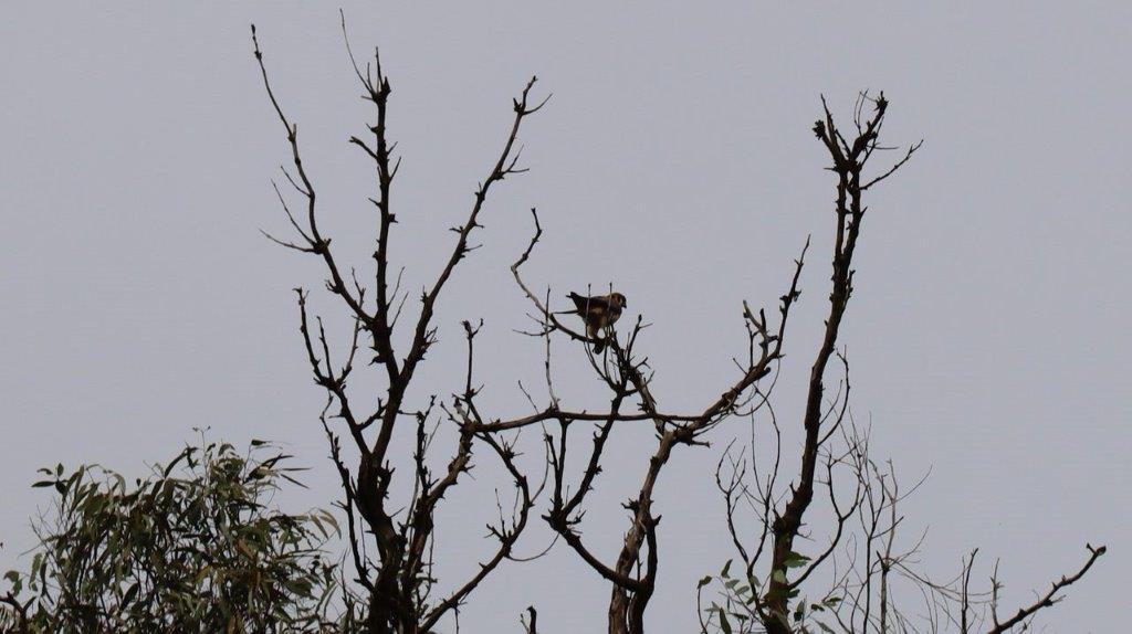 A bird on a tree branch

Description automatically generated
