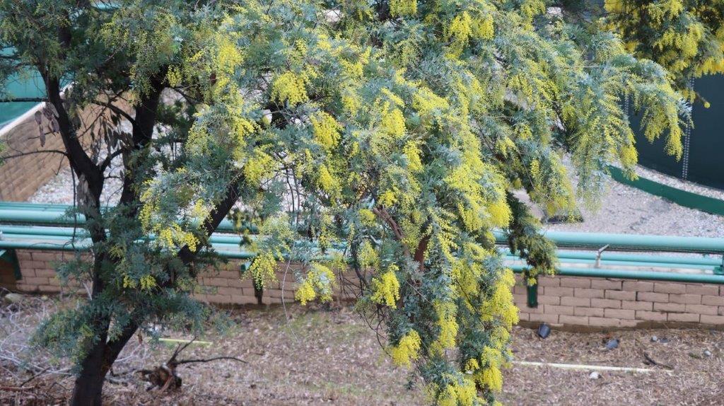 A tree with yellow flowers

Description automatically generated