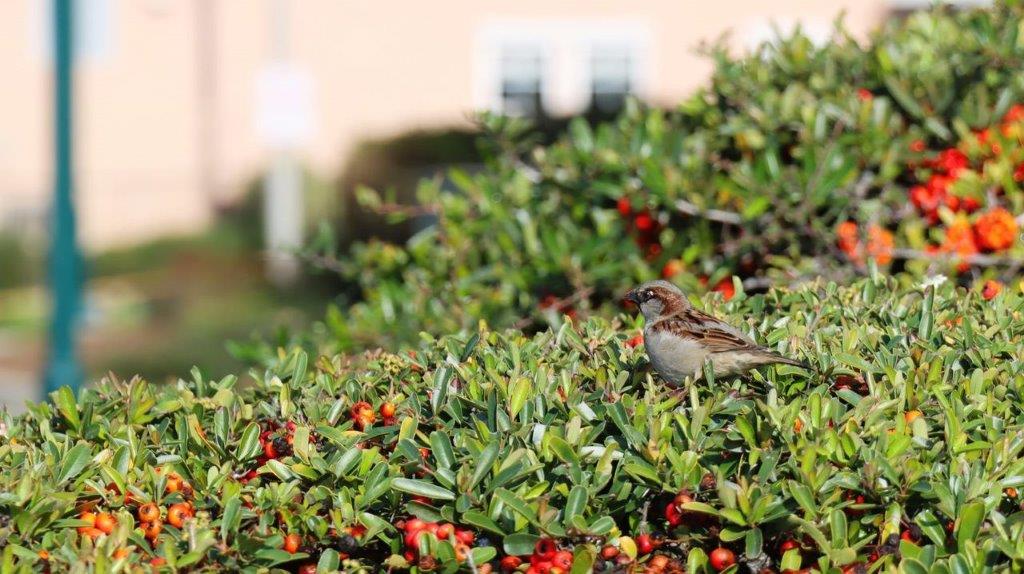A bird on a bush

Description automatically generated