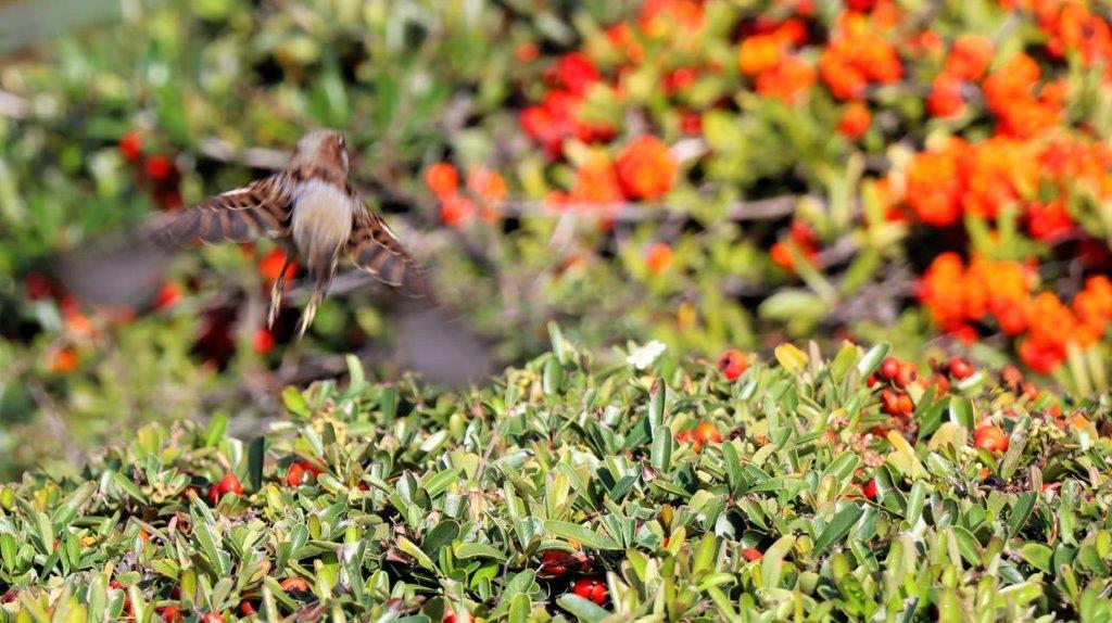 A bird flying over a bush

Description automatically generated