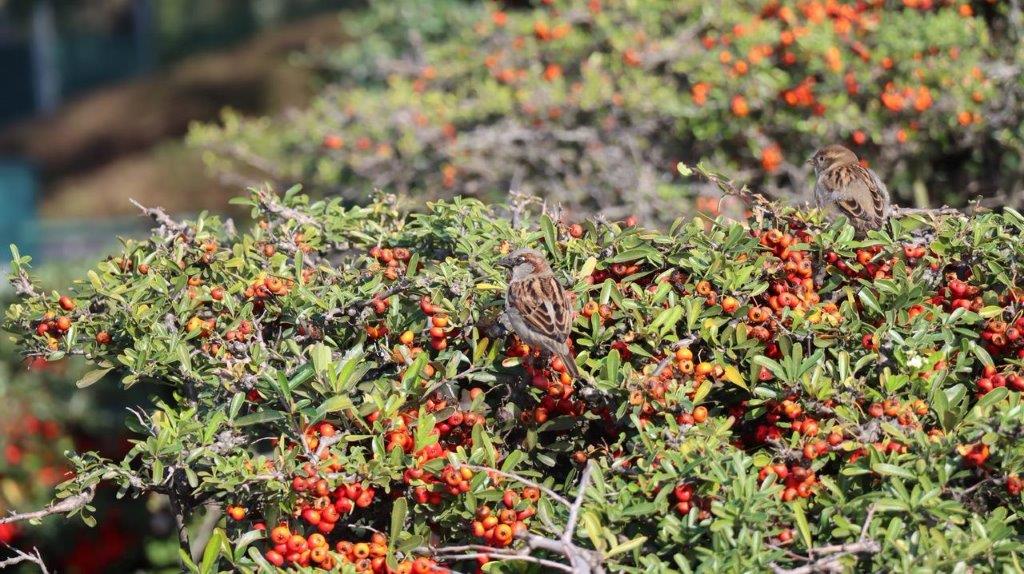 A bird on a bush

Description automatically generated