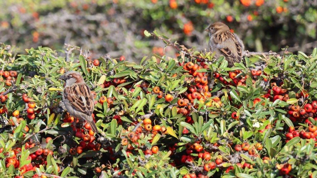 Birds on a bush

Description automatically generated