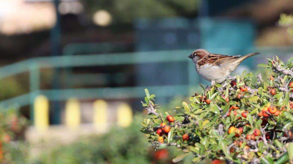 A bird on a bush

Description automatically generated