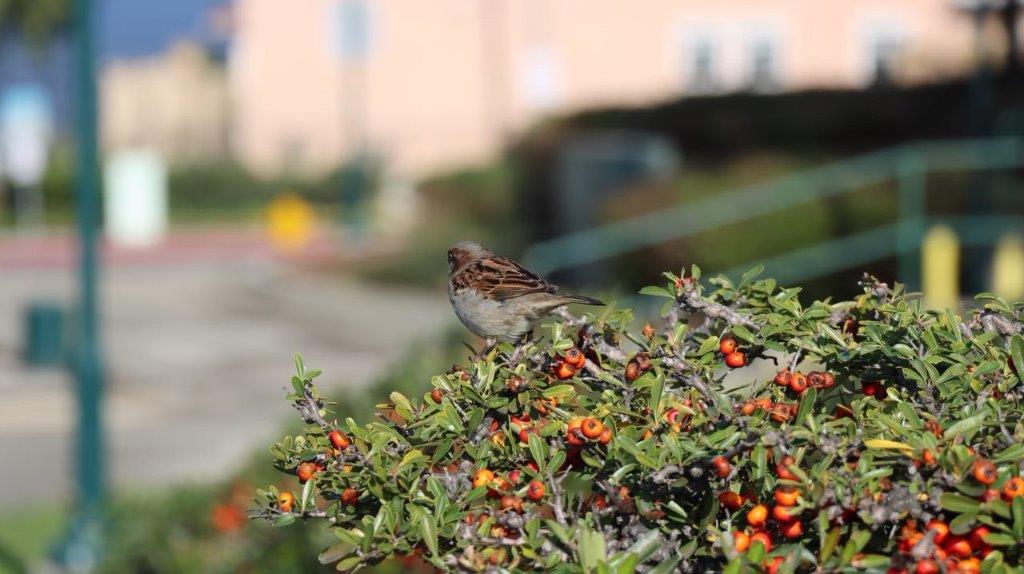 A bird on a bush

Description automatically generated