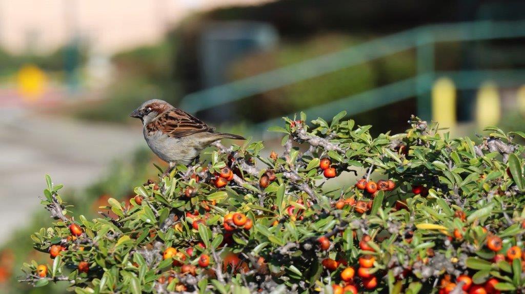 A bird on a bush

Description automatically generated