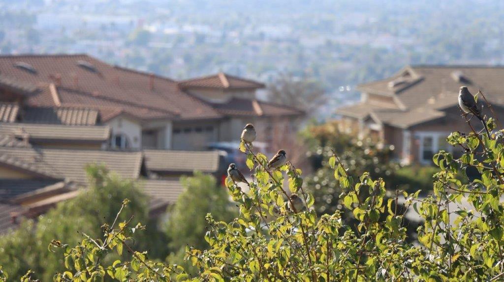 A group of birds on a tree branch

Description automatically generated