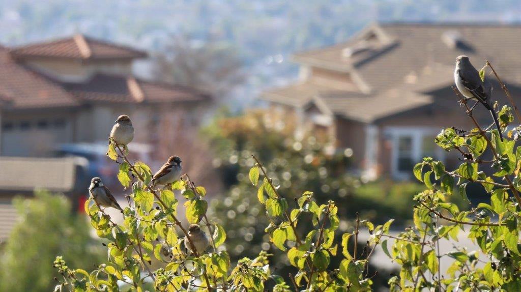 A group of birds on a branch

Description automatically generated