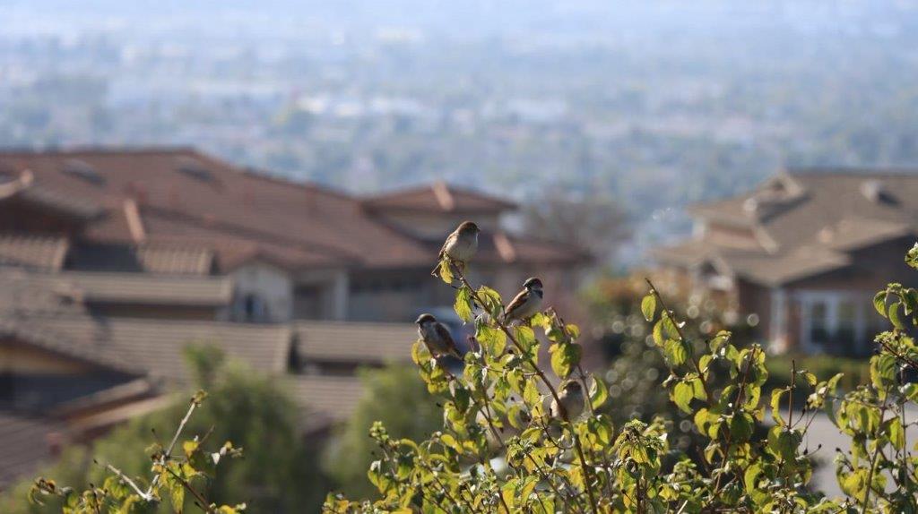 A group of birds on a tree branch

Description automatically generated