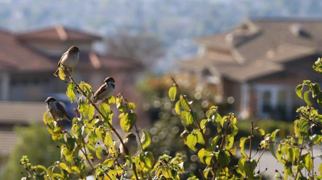 A group of birds on a branch

Description automatically generated