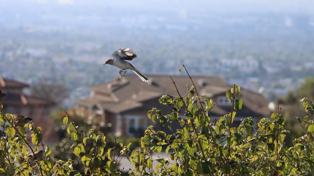 A bird flying over a house

Description automatically generated