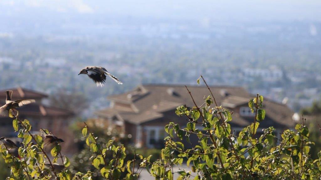 A bird flying over a house

Description automatically generated