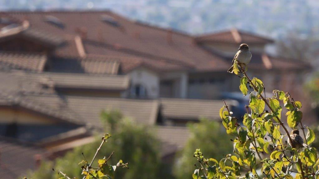 A bird on a branch

Description automatically generated