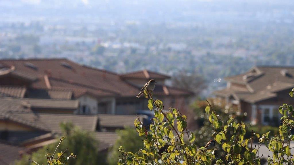 A bird on a branch with a house in the background

Description automatically generated