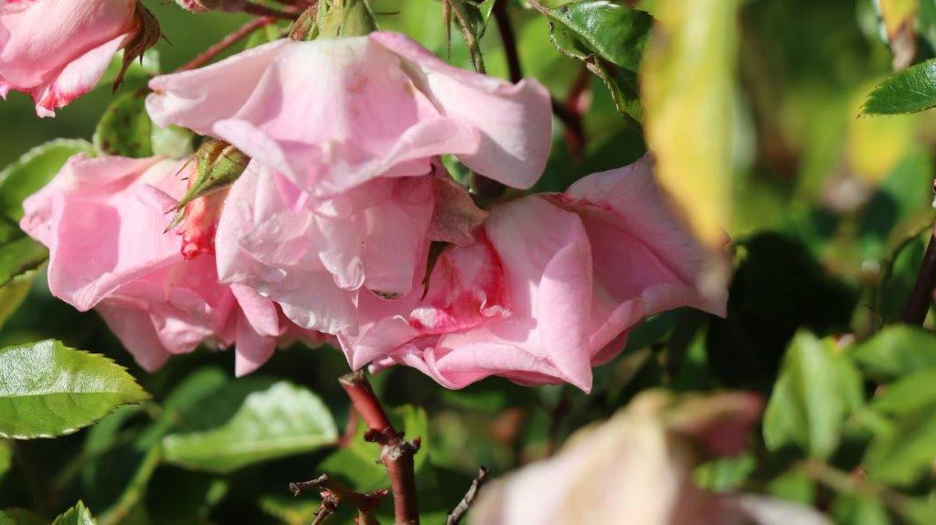A close up of pink flowers

Description automatically generated