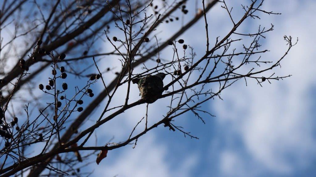 A bird nest on a tree branch

Description automatically generated