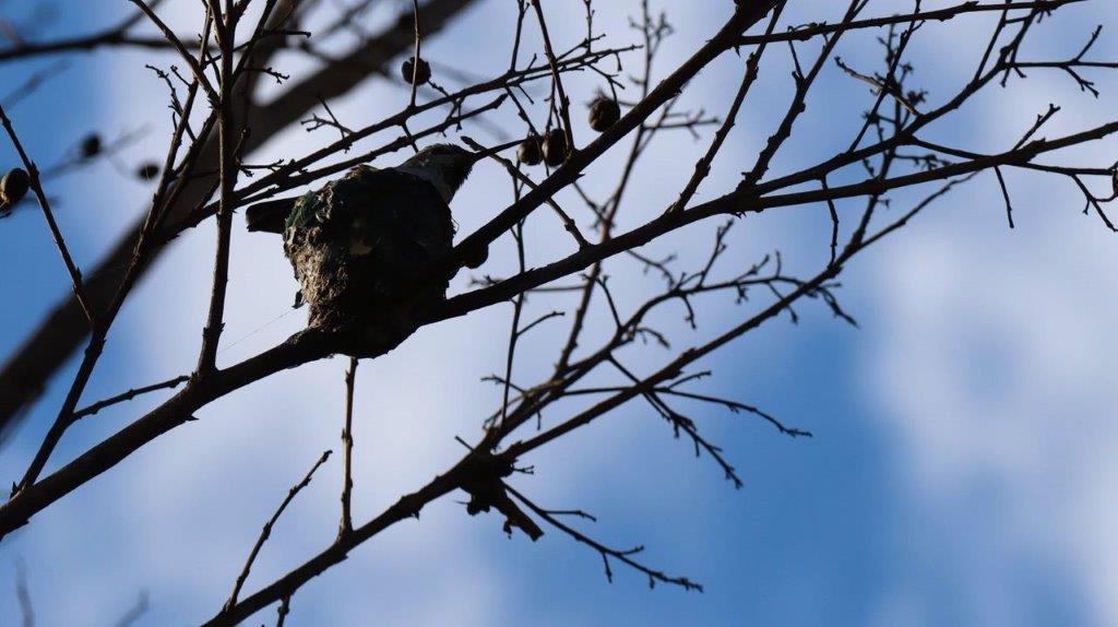A bird in a tree

Description automatically generated