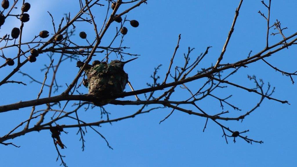 A bird nest on a tree branch

Description automatically generated