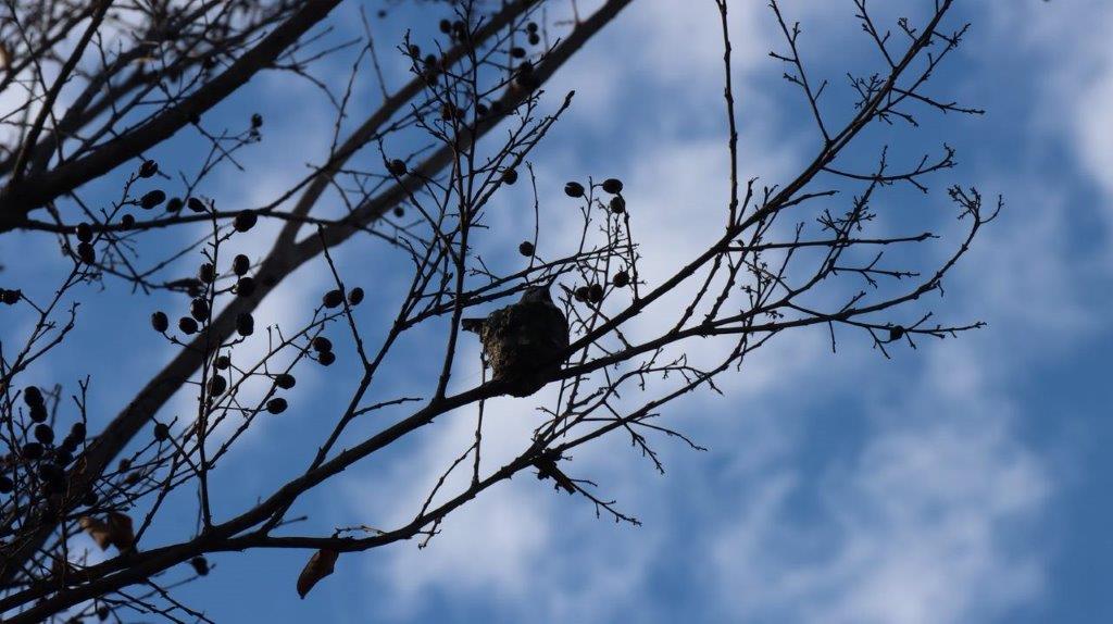 A bird sitting on a tree branch

Description automatically generated