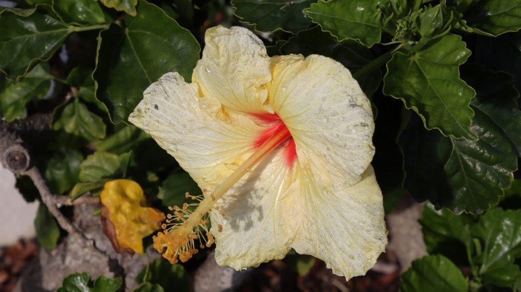A close-up of a flower

Description automatically generated