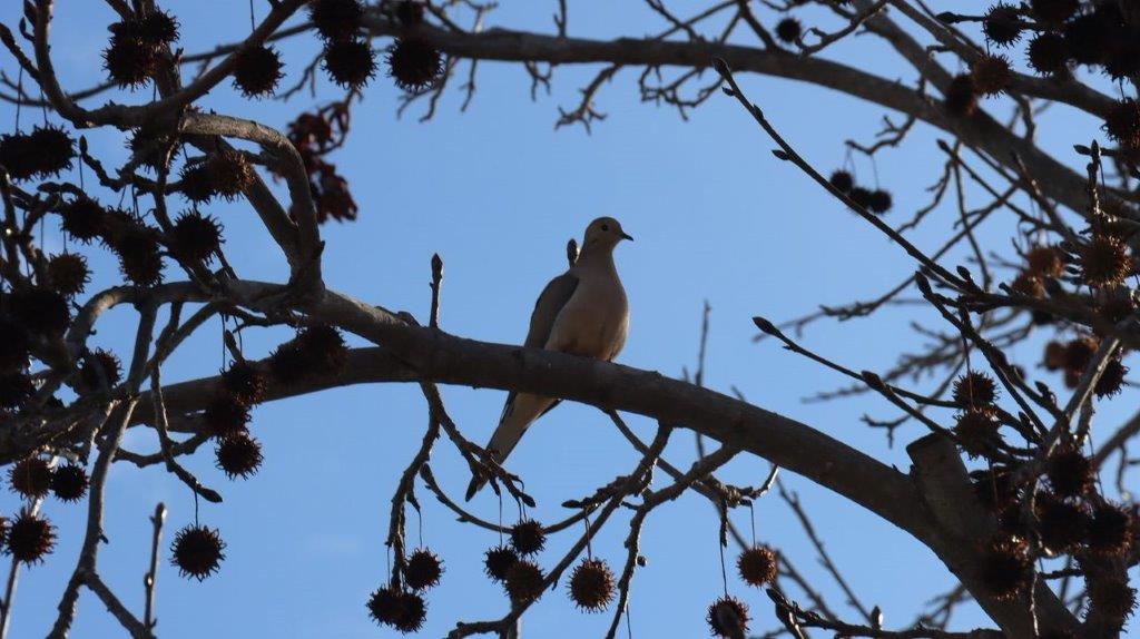 A bird sitting on a tree branch

Description automatically generated