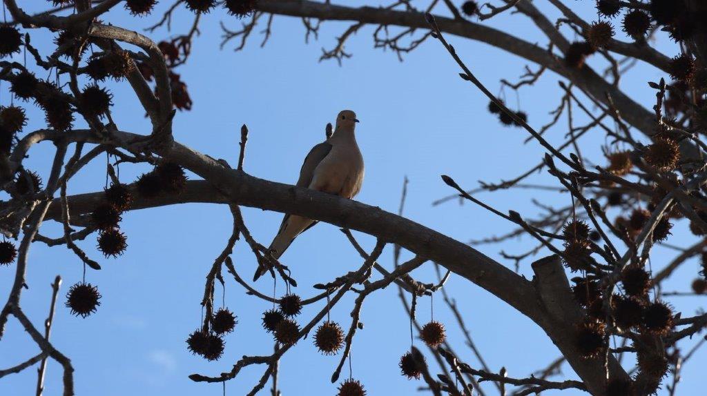 A bird on a tree branch

Description automatically generated