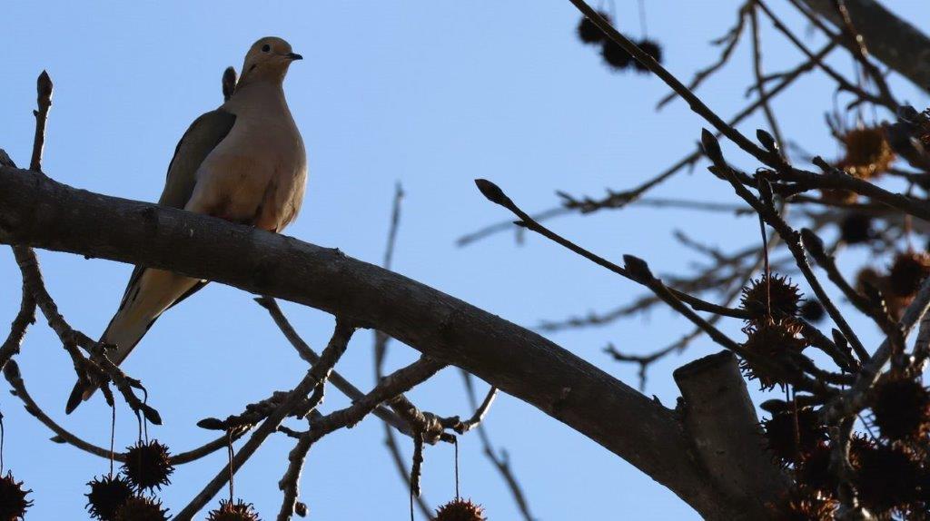 A bird on a branch

Description automatically generated