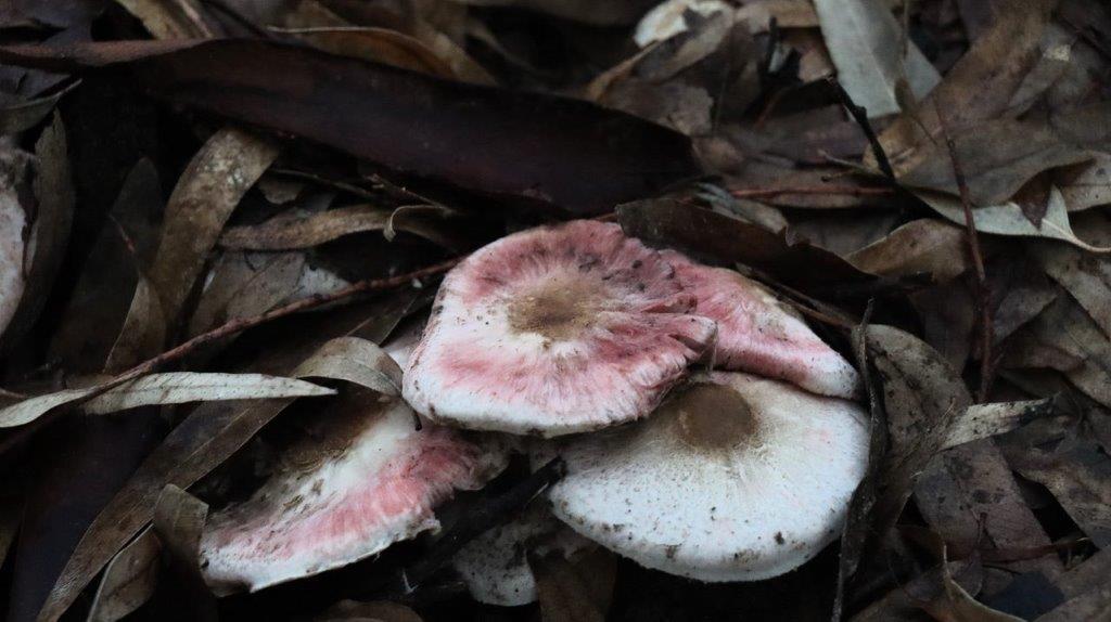 A group of mushrooms on the ground

Description automatically generated