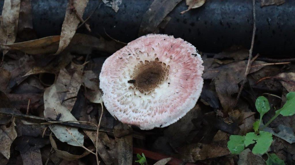 A mushroom growing on the ground

Description automatically generated
