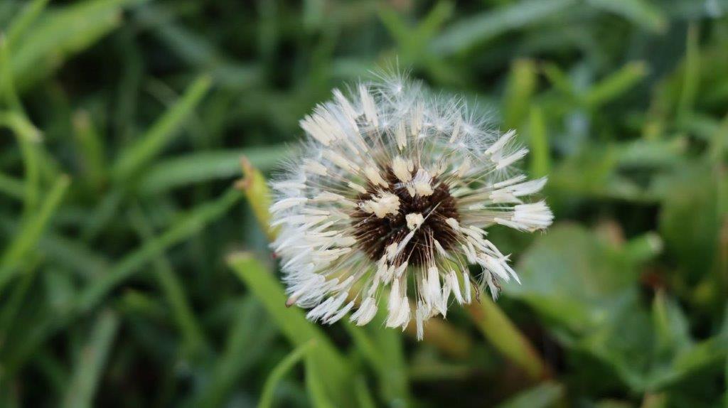 A white flower with fluffy white petals

Description automatically generated