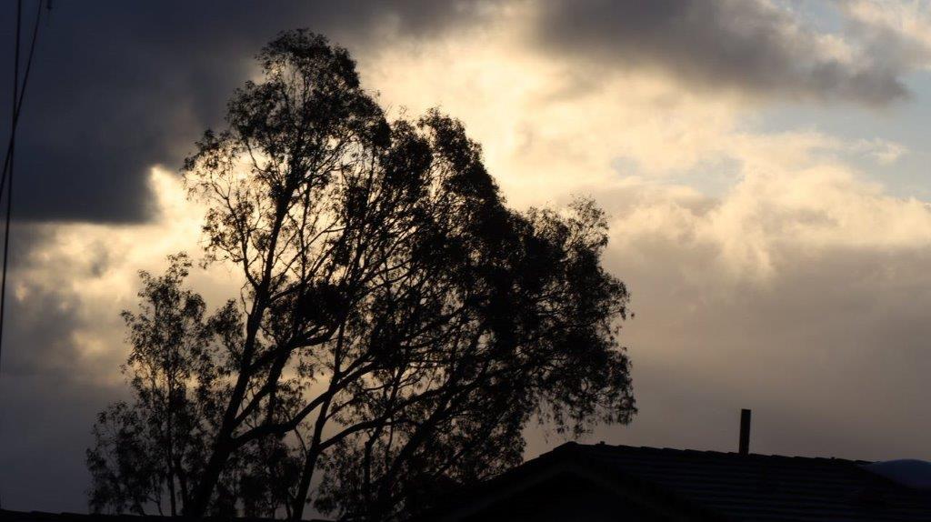 A tree with a roof and a house

Description automatically generated with medium confidence