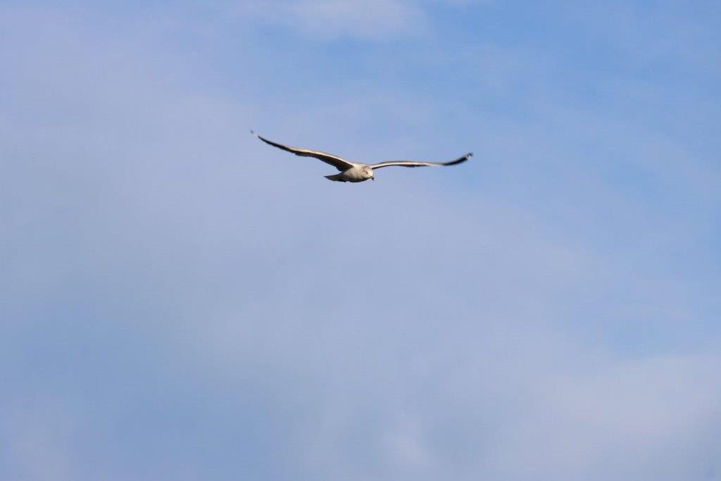 A bird flying in the sky

Description automatically generated