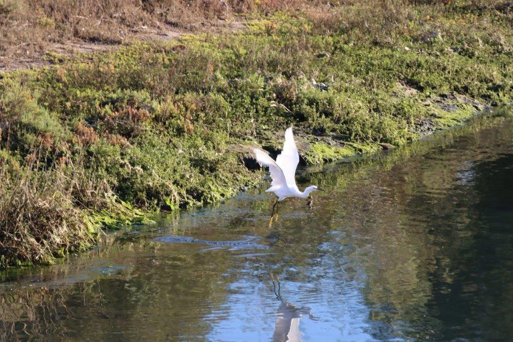 A white bird flying over water

Description automatically generated