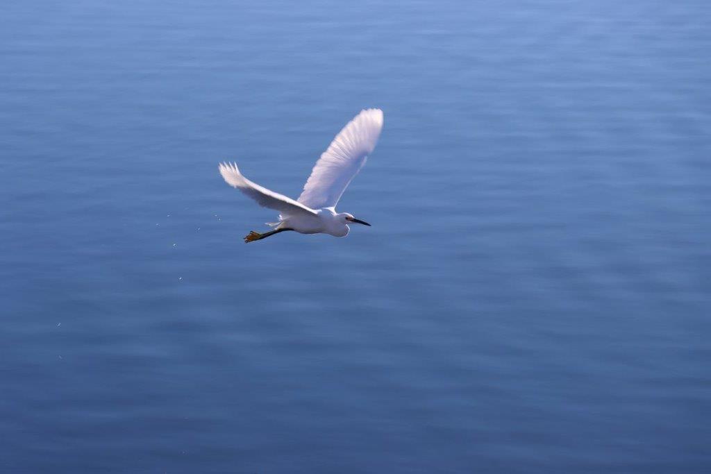 A bird flying over water

Description automatically generated