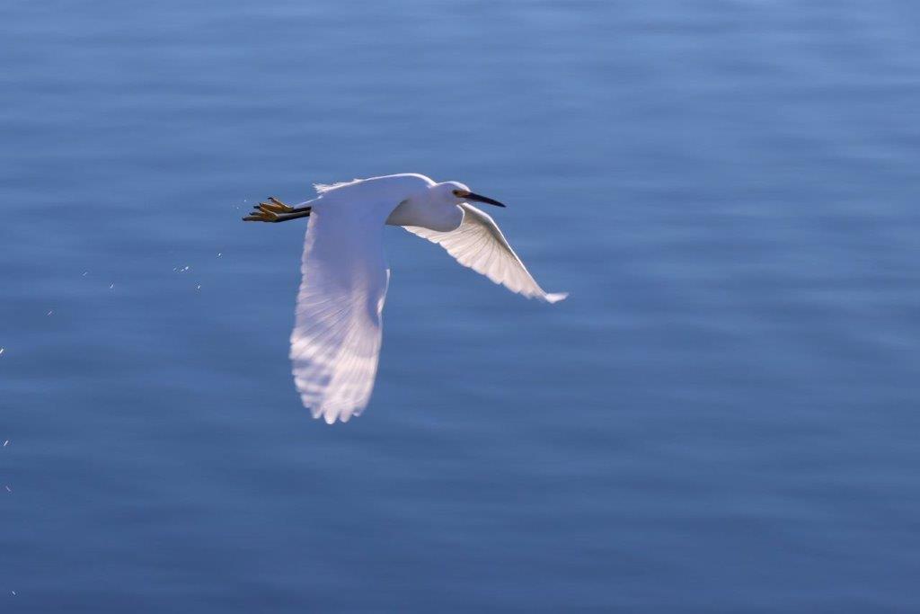 A white bird flying over water

Description automatically generated