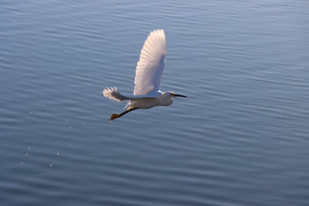 A bird flying over water

Description automatically generated
