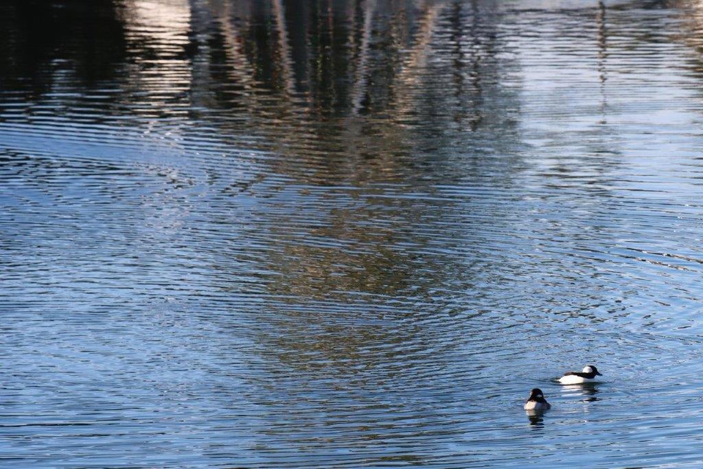 A group of ducks swimming in a lake

Description automatically generated