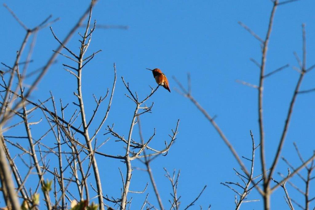 A bird perched on a branch

Description automatically generated