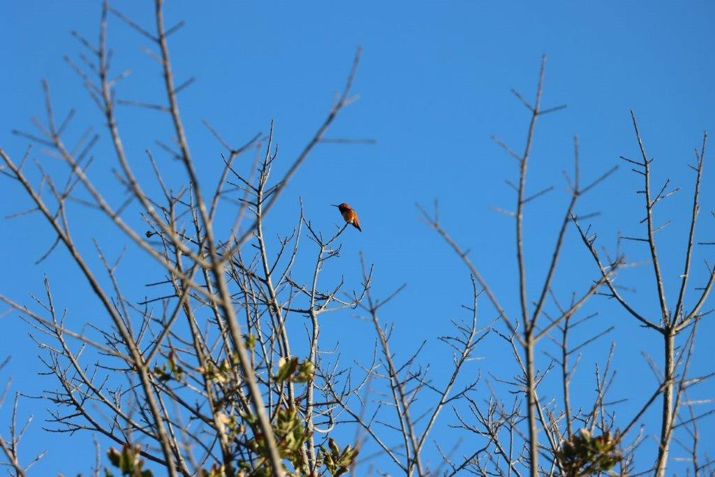 A bird perched on a tree branch

Description automatically generated