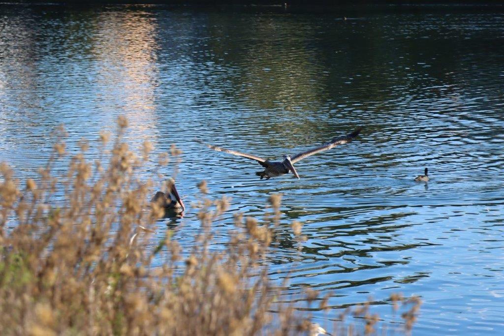 A bird flying over water

Description automatically generated