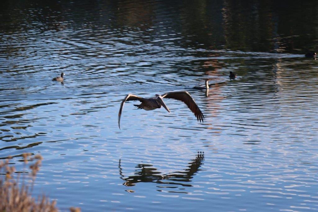 A pelican flying over water

Description automatically generated