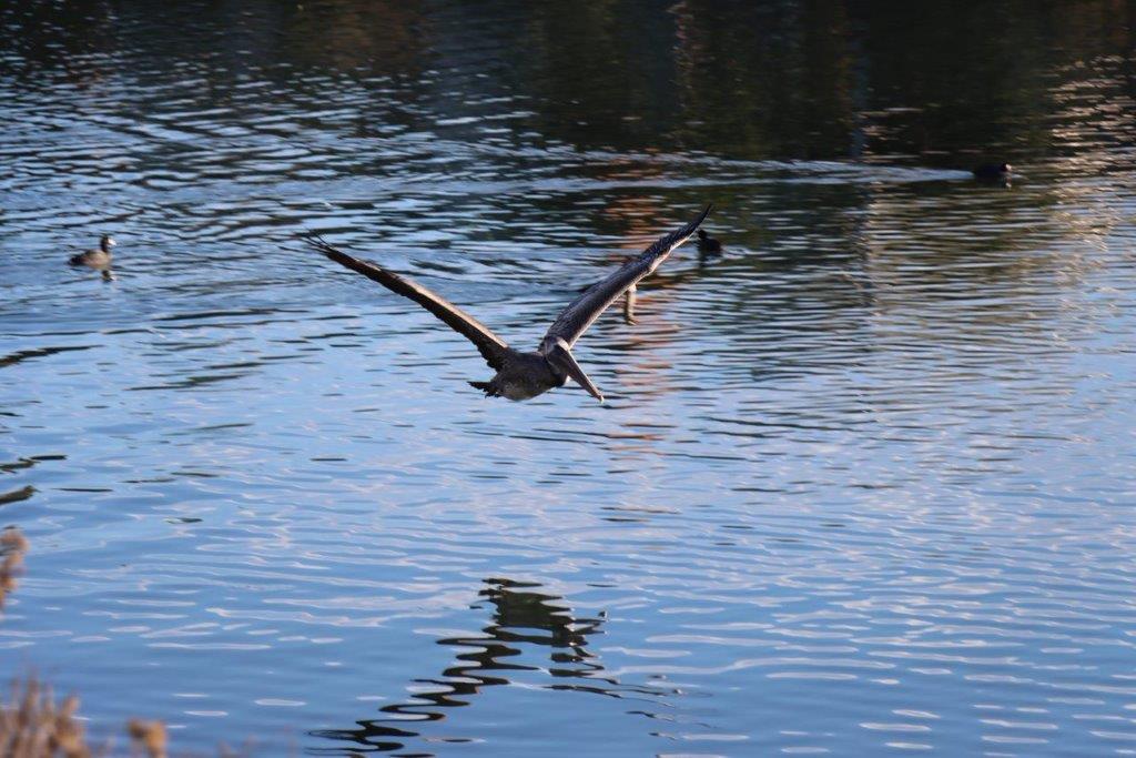 A bird flying over water

Description automatically generated